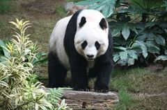 A panda, whose name may or may not be Wu Wei. We'll probably never know. (Picture JP Fischer, Wiki Creative Commons.)