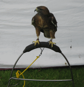 buzzard chained