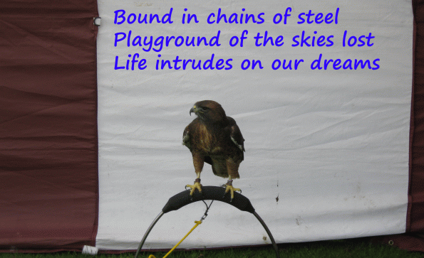 Buzzard haiku