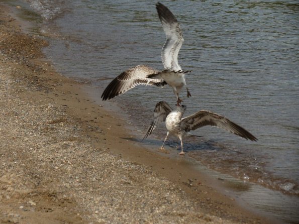 seagulls-wicklund