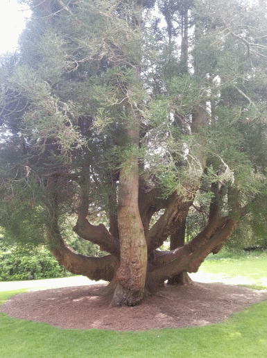 Crooked tree 2