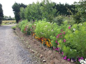 MitchellFarmFlowers2