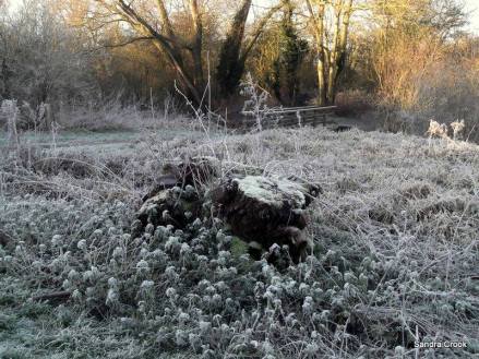 frost-on-a-stump-sandra-crook