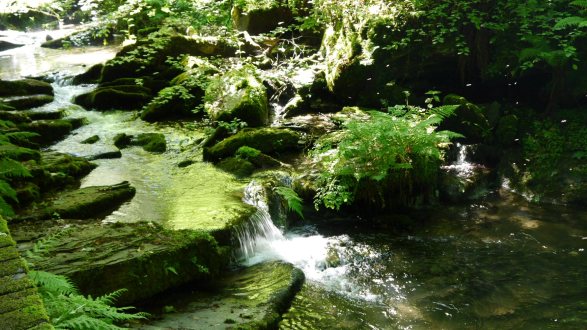 StNectan6