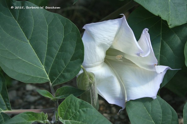 Copyright B.W. Beacham